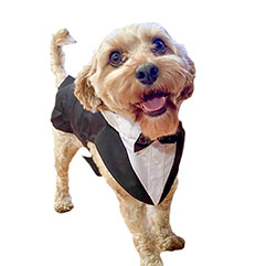 Leo Happiness Director & Team Puppy
